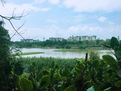 -华侨城湿地公园