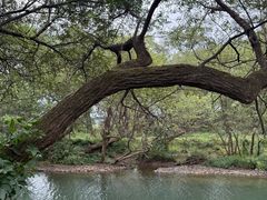 -婺源月亮湾