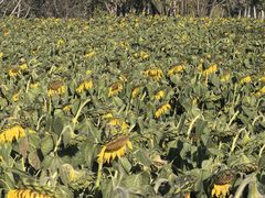 -汉长安城未央宫国家考古遗址公园