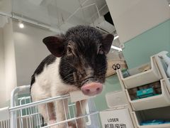 -怪兽屋·羊驼·猫咖·狗咖(俊华广场店)