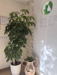 -美丽田园