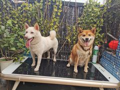 -柴犬高等学院·狗咖·柴犬售卖·宠物训练