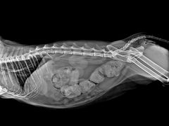 -爱派特动物医院·全科诊疗中心