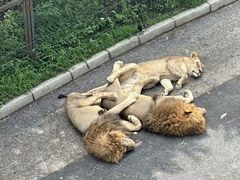 -大连森林动物园