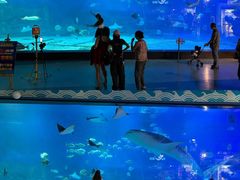 -烟台海昌鲸鲨海洋公园