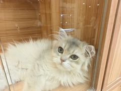 -猫十亿·布偶金渐层·曼基康矮脚猫舍(青年路店)