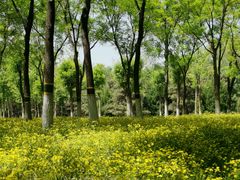 -大兴滨河森林公园