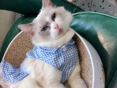 -喵喵咪呀布偶猫咖(春熙路店)