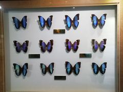 -上海昆虫博物馆