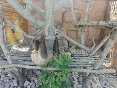 -西霞口神雕山野生动物世界