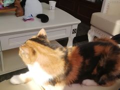 -宠爱国际动物医院· 猫科· 外科·中兽医(长白店)
