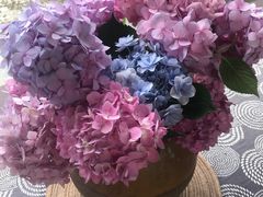 -金谷域澳洲庄园