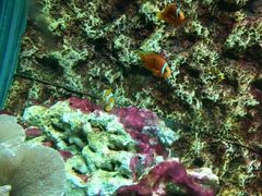 -北戴河圣蓝海洋公园