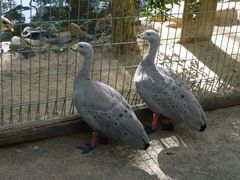 -费瑟代尔野生动物园