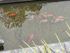-雅苑中餐厅