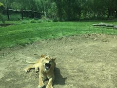 -北京野生动物园