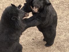 -石家庄市动物园