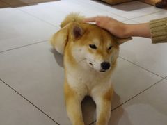 -柴务处·柴犬主题狗咖