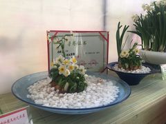 -龙大花卉苗木市场