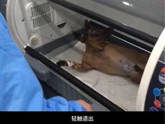 -伟伟宠物医院·CT影像中心·瑞派犬猫综合性门诊(汉口总院)