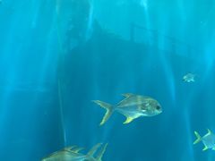 -瑞德姆美人鱼海底演艺主题餐厅(亚龙湾店)