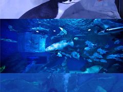 -海合安成都极地海洋公园