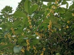 -黄海国家森林公园