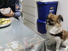 -波姐宠物家庭寄养