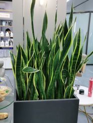 -FUTURE HN男士发型风格设计