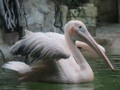 -广州长隆野生动物世界