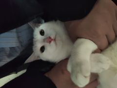 -伟伟宠物医院·瑞派猫友好医院·猫科(光谷店)