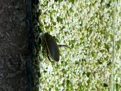-上海大自然野生昆虫馆