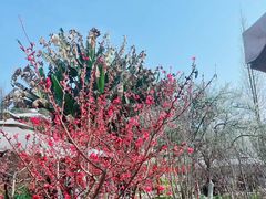 -桃源山庄·水蜜桃采摘·柴火鸡·烧烤团建(龙泉山店)