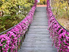 -南汇桃花村