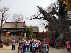 -大槐树寻根祭祖园