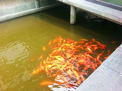 -西湖游船