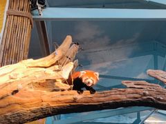 -石家庄市动物园