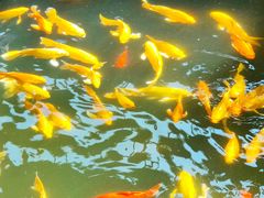 -南宫五洲植物乐园