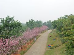 -天适樱花悠乐园