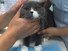 -纳吉亚猫专科动物医院博雅分院
