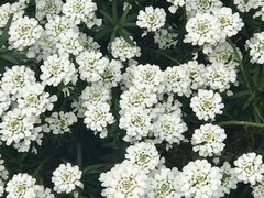 -墨尔本皇家植物园