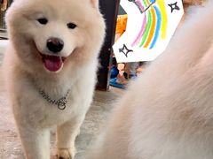 -more than meow吴止猫主题餐厅(承德 中船汇店)