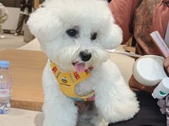 -翊宠yipet猫狗购宠庄园犬舍•猫舍