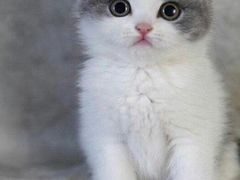 -lincat·猫舍(广州店)