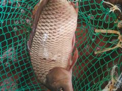 -官厅老勾渔馆(温泉店)