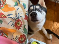 -more than meow吴止猫主题餐厅(承德 中船汇店)