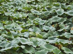 -白塘生态植物园