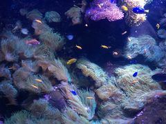 -悉尼海洋生物水族馆