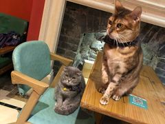 -猫色咖啡·猫咖