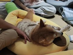 -逗柴咖啡屋·狗咖猫咖宠物桌游